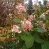 Гортензия "Pinki Vinki" в тени клёна полевого только начала розоветь. 🌸