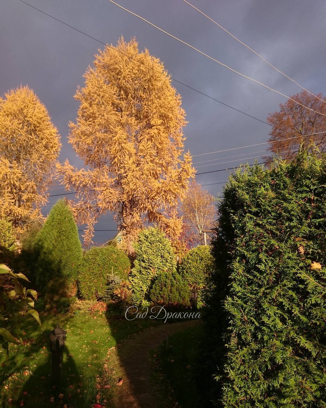 Лиственницы совсем рыжие на фоне туч. ??? Larix sibirica ??