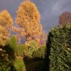 Лиственницы совсем рыжие на фоне туч. ☁☁🌞 Larix sibirica 🌲💛
