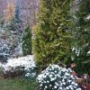 Как по-разному снег ❄ задерживается на хвойных 🌲: сосна горная "Sherwood Compact", туя "Europe Gold", плоская польская ёлочка "Zagwizdze" 💚