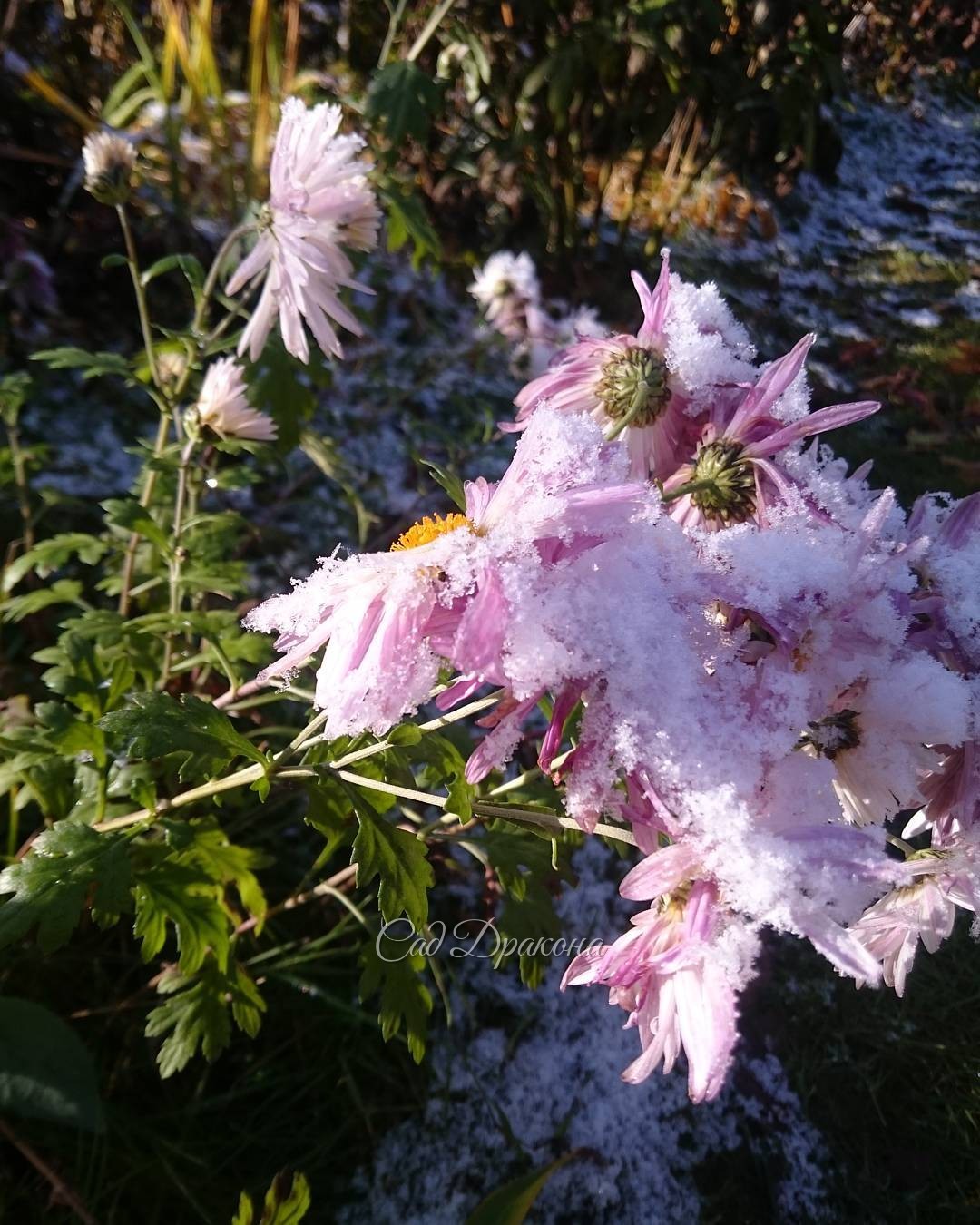 Хризантема в снегу ? Chrysanthemum in snow. ?