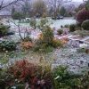 Сад присыпало снегом ❄