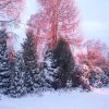 Закатный луч, как прожектор, прошёл между домом и полукруглой изгородью, и осветил туи, а поверх крыши позолотил лиственницы. Я сделала пару фото и пошла за дом 🏡 смотреть на солнце! 😊 ☀