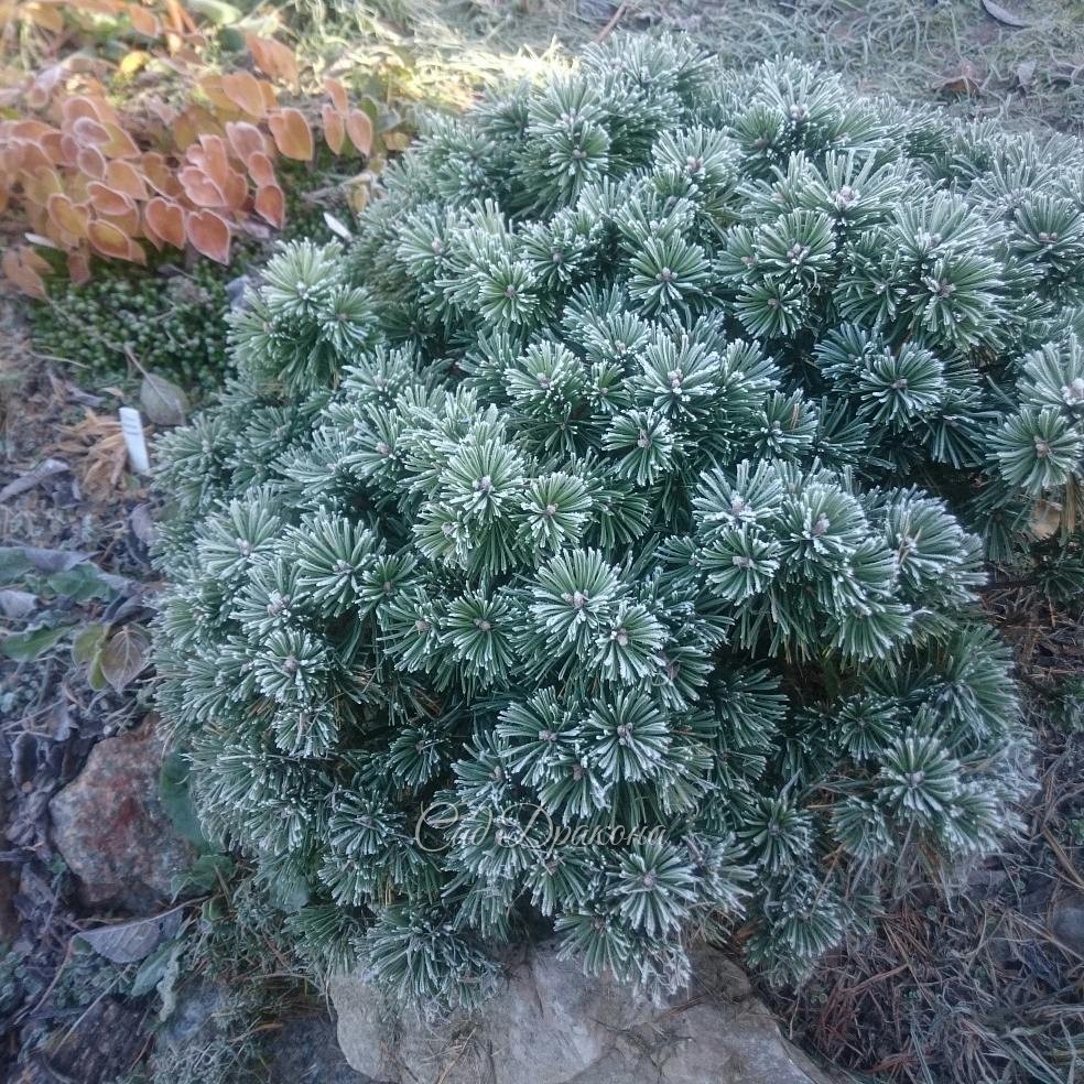 Иней на хвойных сегодня утром ??