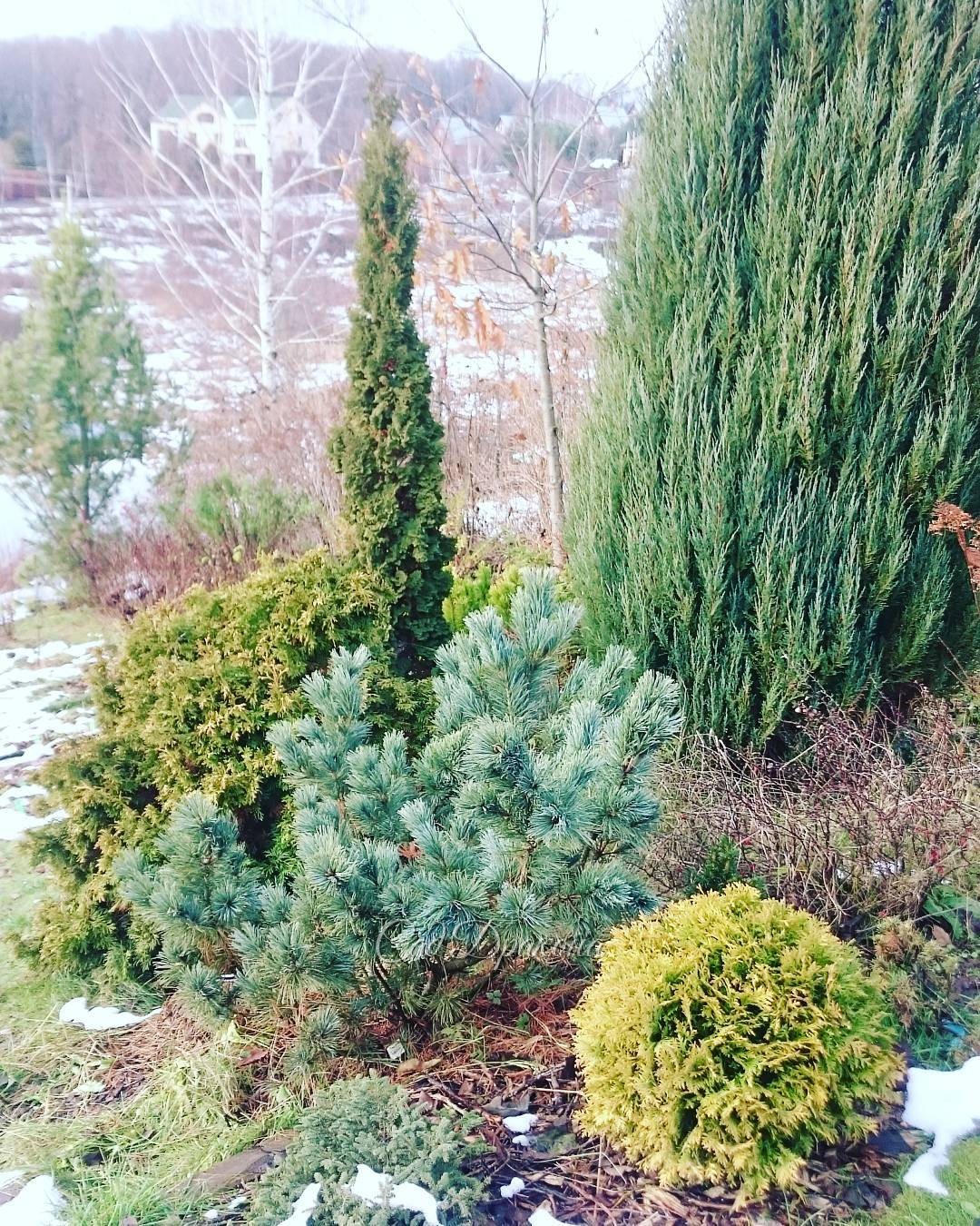 Хвойные теперь на первых ролях. 💚💙💛🌲