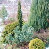 Хвойные теперь на первых ролях. 💚💙💛🌲