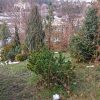 Хвойные и лиственные 🌲🍃