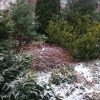 Стефанандра - такая "ветренная барышня"🍃 в окружении солидных и важных хвойных. 🌲
