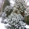 ❄ Снежок ❄