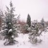 Хорошее начало декабря - тепло, безветренно, и всё укутано снежком. ❄❄❄