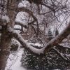 Берёза над крыльцом. 🍃❄