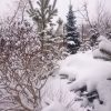 Хороший снежок: ничего не гнёт и не ломает, только украшает! ❄❄❄