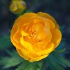 💛🌻💛 Приняли эстафету 🌾🌾🌾 от Ирины - и показываем любимые жёлтые цветы 🌻в нашем саду.