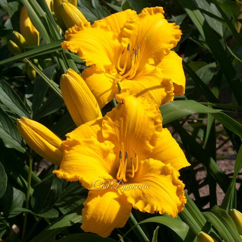 Любимые жёлтые цветы 🌻 - 2я серия. 😊💛