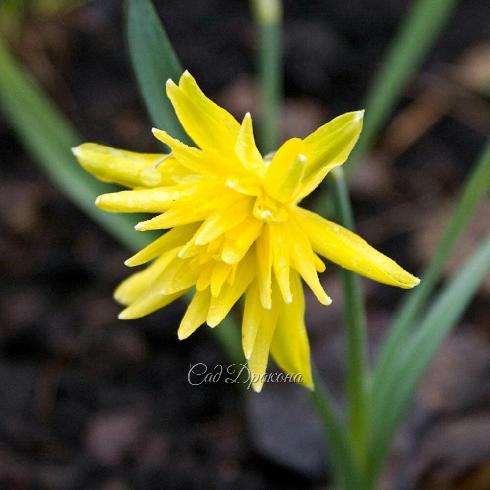 Любимые жёлтые цветы 🌻 - 2я серия. 😊💛