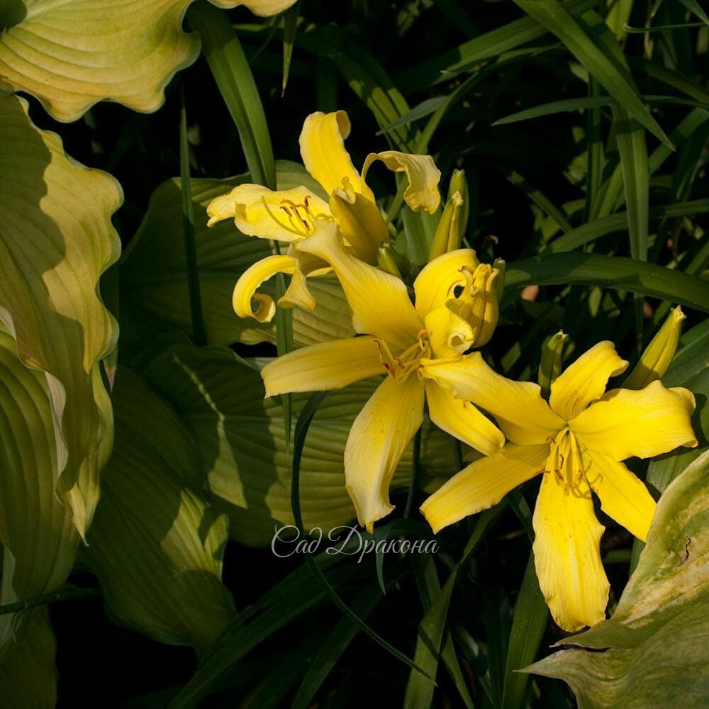 Любимые жёлтые цветы 🌻 - 2я серия. 😊💛
