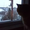 🐱🐦🐦🐦