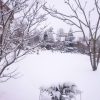 Было зелёненько 🌿 и снова стало беленько! ❄❄❄