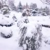Плакучие формы хвойных тоже очень привлекательны в снегу ❄