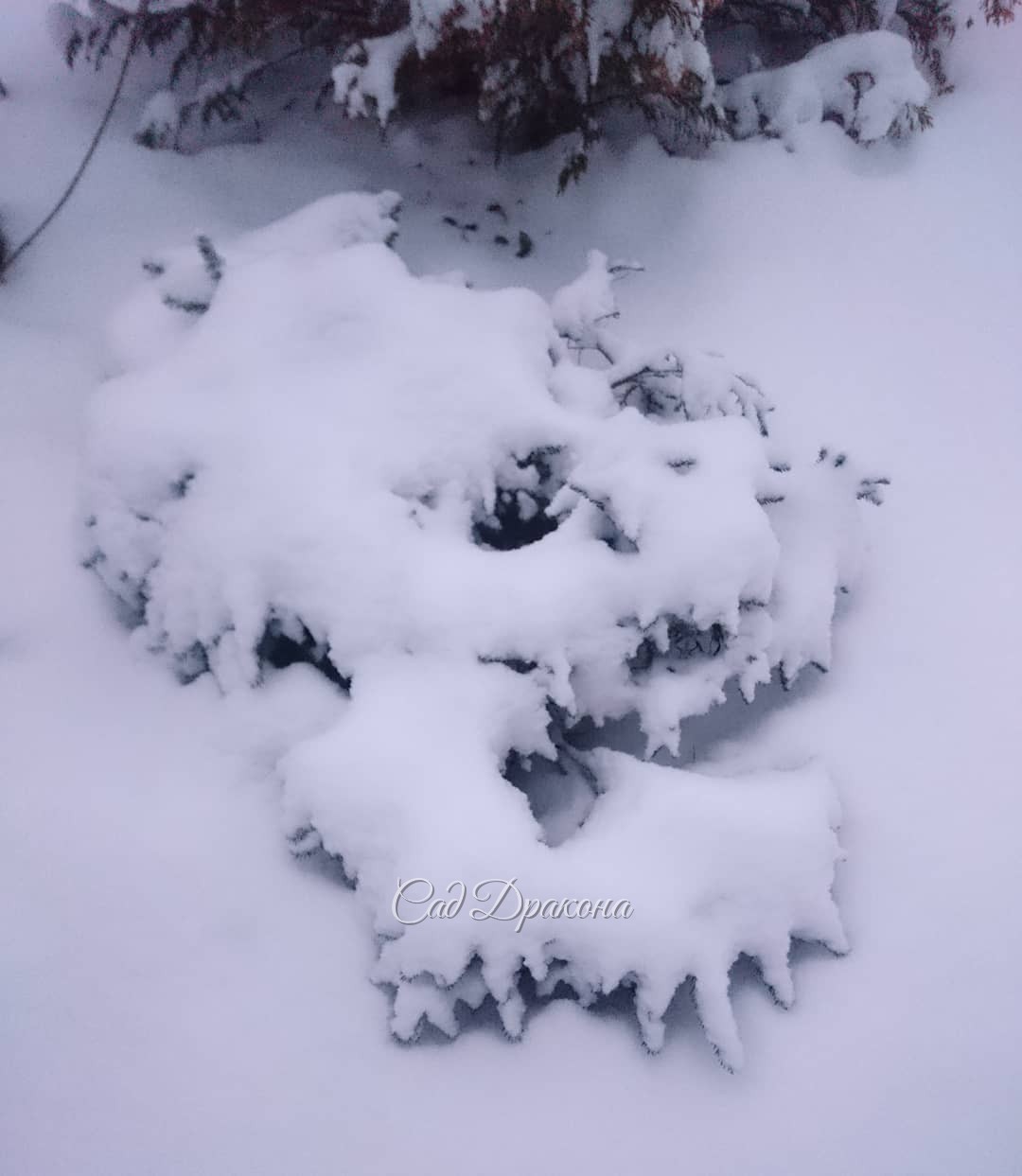 Садовая страшилка. ?