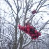 Наверное сладкая уже! ♥ Почему-то это дерево на соседней улице свиристели не тронули. А соседскую рябину всю склевали подчистую... 🐦🐦🍒 Sorbus. Rowan. Berry.
