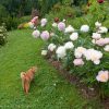 Мы с Персиком к вам с пионовым приветом! 💮🌸💮 😀😻🎄🎉🎆💐