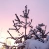 Дятел на верхушке сосны на рассвете недавнего солнечного дня. Он увидел меня, слетел с кормушки и ждал на сосне, когда я уйду.) 🐦