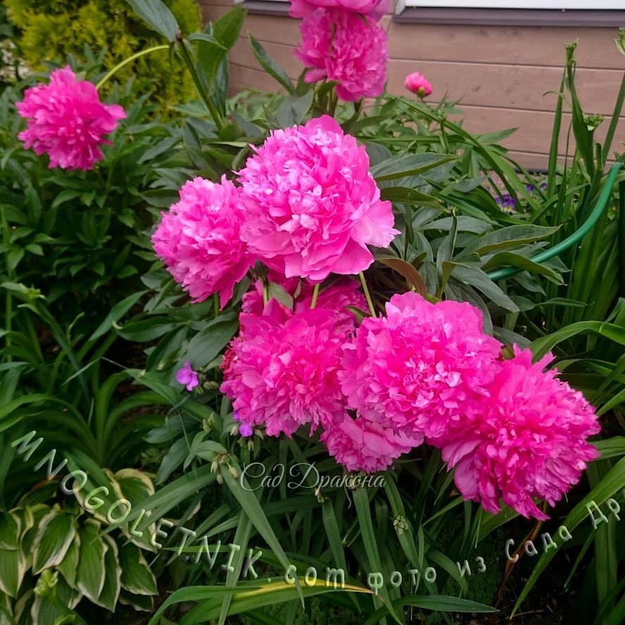 Pink Jazz. (Klehm, 1974г.)