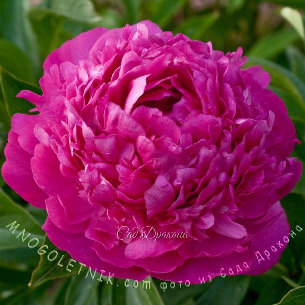 "Pink Jazz" 🎺 (Klehm 1974г.)