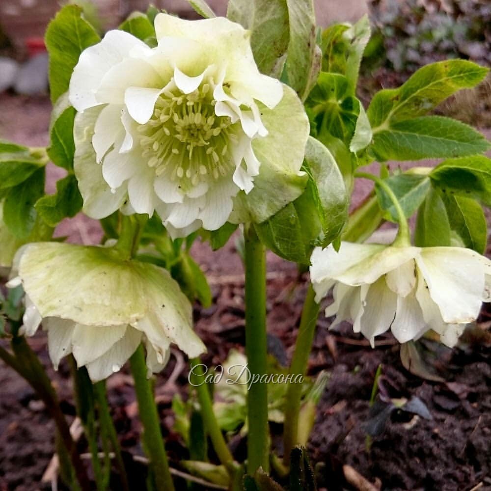 Тем, кто скучает по снегу, ❄ и тем, кто ждёт весну ☀🌱 и всем просто к празднику 🎄 . Это флешмоб в Инстаграмм, для которого мы собрали фото наших растений с белыми цветами. Для начала - весенние :