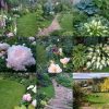 Наш сад, сезон 2017. 🌸 Не верится, что было столько цветов и зелени! 🌺🌿🌻Приглашаем любителей растений на нашу страницу, будьте с нами в сезоне 2018!