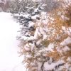 Белое с золотом 💛❄ Нарядная зима! ❄❄❄