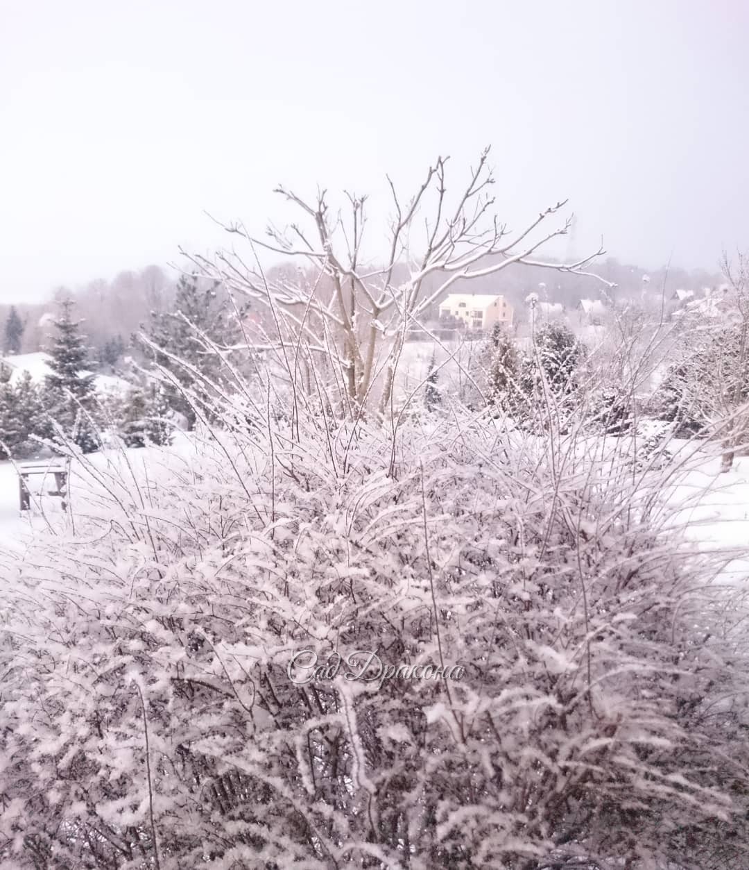 Пушистый ёжик. ? Spirea cinerea Grefsheim. ?