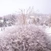 Пушистый ёжик. ❄ Spirea cinerea Grefsheim. 💐