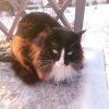 Оссе на закате. 🐱❤
