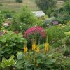 К июлю 2011 года всё так разрослось в нижнем саду! 🌻🌿🌸🌺🌾🌳🍃💐