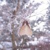 Крылатка клёна приречного.🍁 Зимнее лакомство для снегирей. 😋 🐦 На деревце осталось всего несколько штук.