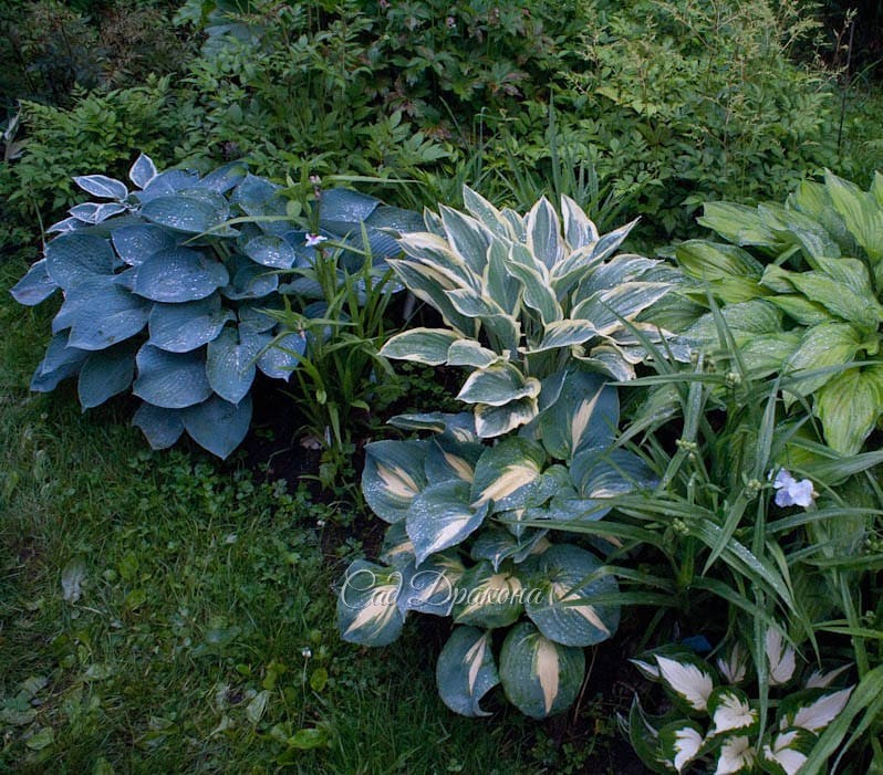 О голубом, и не только. 💙💚🌿
