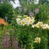Так было прямо у крыльца в 2013 году. 🌺🌻🌿