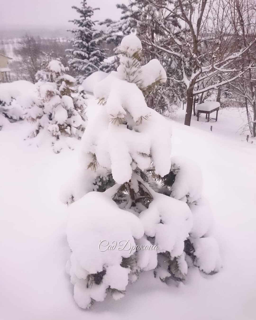 Сосенка. 😍🌲 Любимая Trollgold 💛😀😂