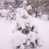 Сосенка. 😍🌲 Любимая Trollgold 💛😀😂