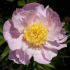 Garden Lace, нежный и ароматный, в саду хорошо сочетается почти с любыми другими сортам пионов и другими цветами. 💖🌸