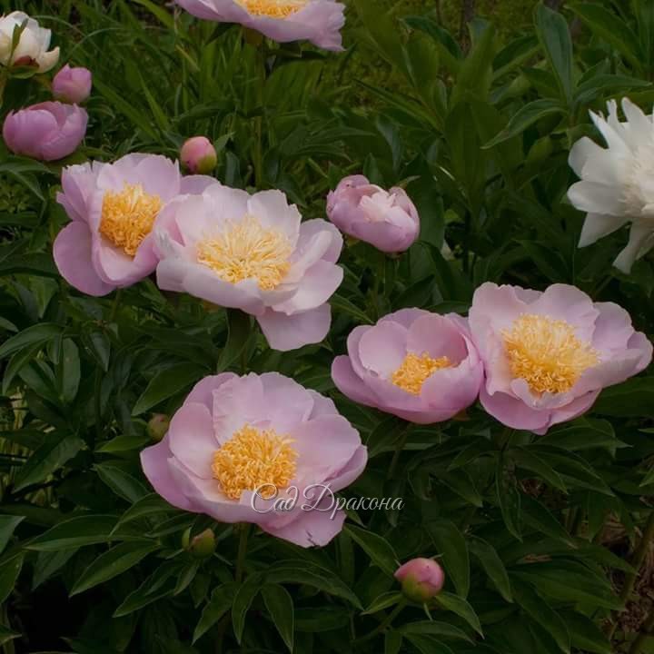 Garden Lace - отличный ландшафтный сорт с прочными стеблями и тёмно-зелёными листьями, которые создают красивый контраст с нежно-розовыми цветами. 💮
