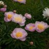 Garden Lace - отличный ландшафтный сорт с прочными стеблями и тёмно-зелёными листьями, которые создают красивый контраст с нежно-розовыми цветами. 💮