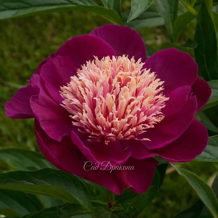 Ursa Major (R. Klehm, 2000г.)🌸