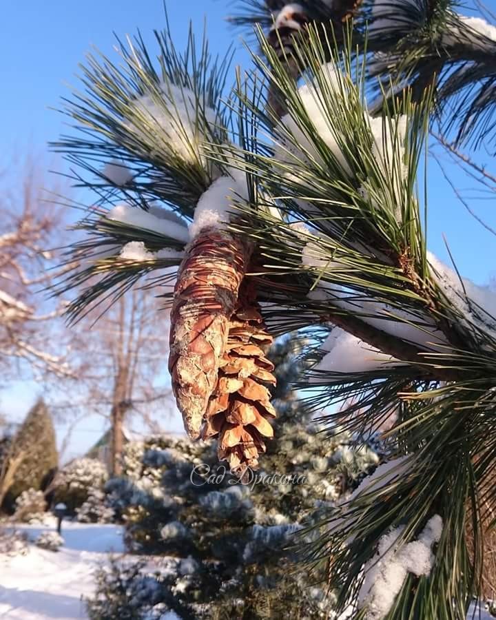 Шишки сосны румелийской.🌲В тёплое время из них постоянно течёт смола.💧🙄 Не сосчитать, сколько раз за летний сезон я задевала их головой, а потом отмывала волосы скипидаром! 😜😁😂