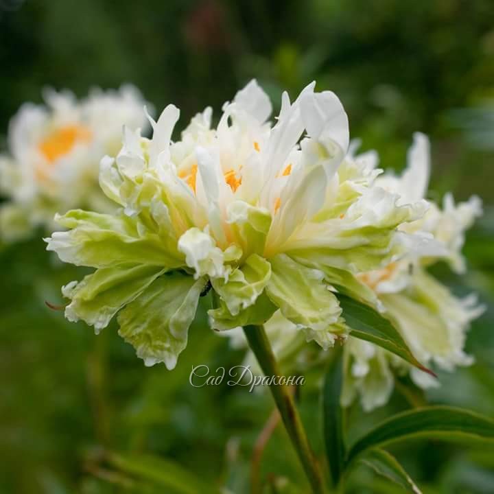 Многие пионы неважно выглядели прошлым шквально-дождливым летом 🌧🌧🌧 Но только не Green Halo! 💚💚💚 Он показал себя во всей зелёной красе!! 😊