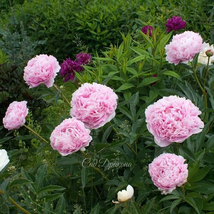 Sarah Bernhardt. 💮