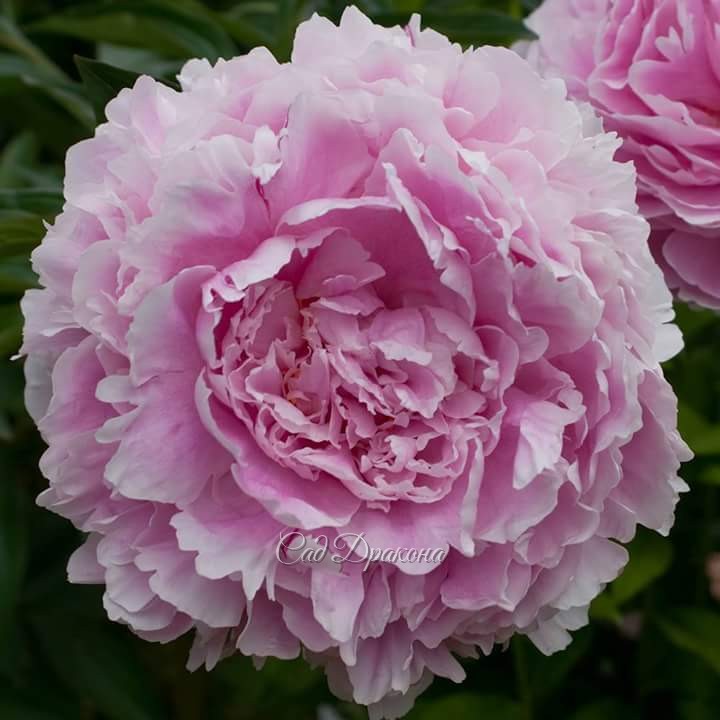 Sarah Bernhardt в полном роспуске. 💞