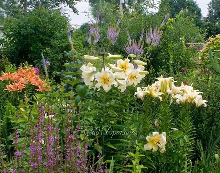 Так было прямо у крыльца в 2013 году. 🌺🌻🌿